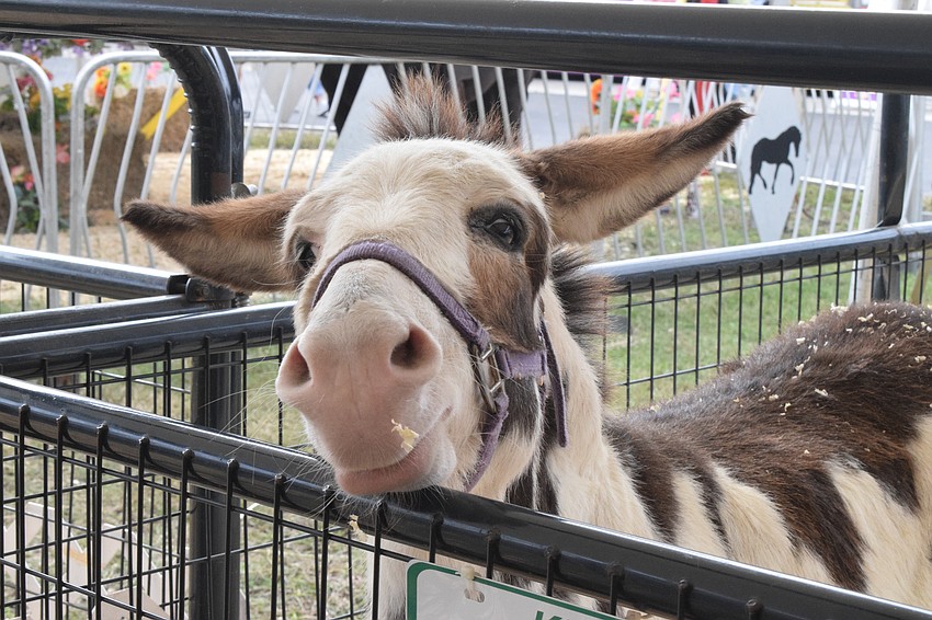 A mini horse loves seeing all those who attend the Manatee County Fair.
