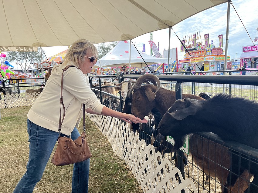 Sarasota's Helene Estomin makes her way to each goat with a handful of food. 
