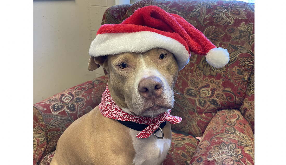 Freja, 7, is an affectionate, loving female who loves to be cuddled and kissed. She has been waiting for her forever family since Dec. 31, 2022. Photo courtesy of the Flagler Humane Society