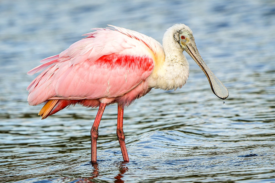 Roseate spoonbills feed by wading in shallow water and sweeping their unique bill from side to side. Spoonbills are very sensitive to shifts in water depth.