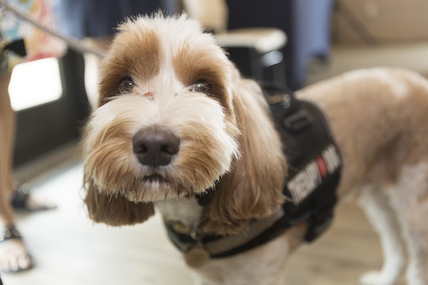 Journey greets attendees.