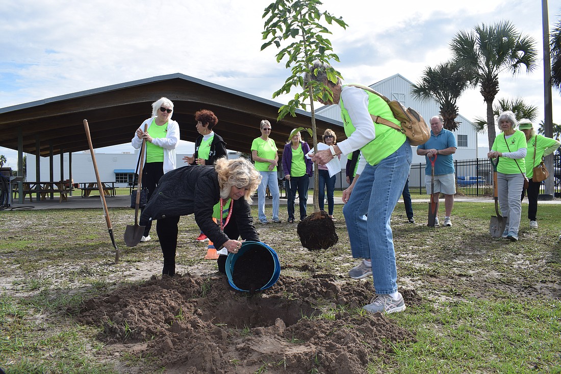 Sylvia Abdelsalom, the vice president of the Lakewood Ranch Garden Club, pours soil into the hole as Anita Machlin, the president of the club, holds the Gumbo Limbo tree.