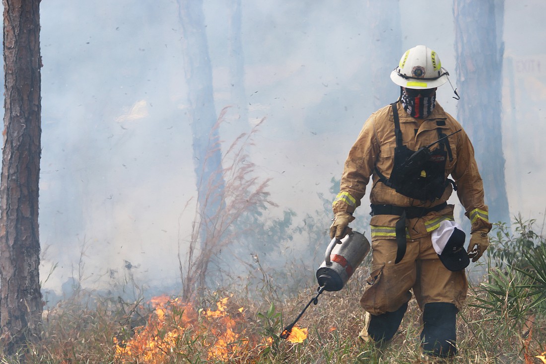 Volusia County Fire Rescue firefighter James Lucas uses a drip torch in a prescribed burn during a Southern Area Engine Academy training session on Tuesday, Jan. 23. Photo by Jarleene Almenas