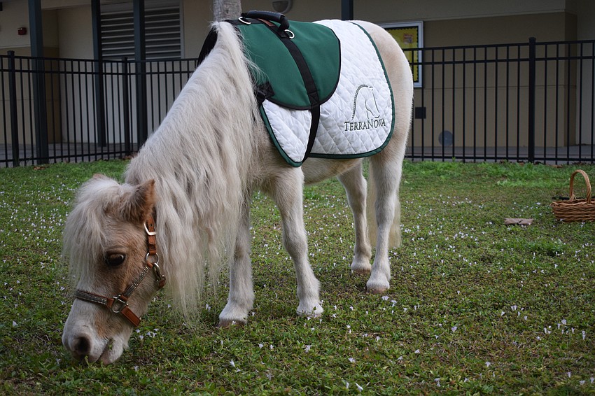 TerraNova mini horses are readyfor Myakka City Elementary School students to read to them.