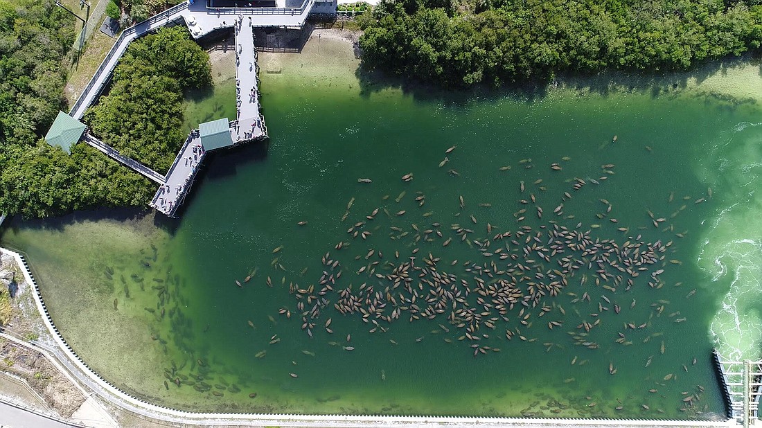 Tampa Electric says its Manatee Viewing Center has set a record with 1,100 manatee visitors.