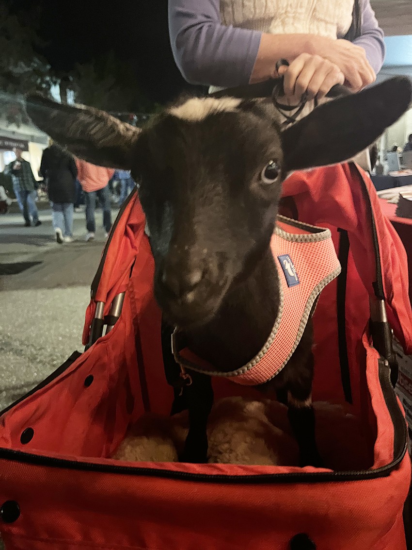 Lola, a goat from Blissful Goat Yoga, visits people at Music on Main.