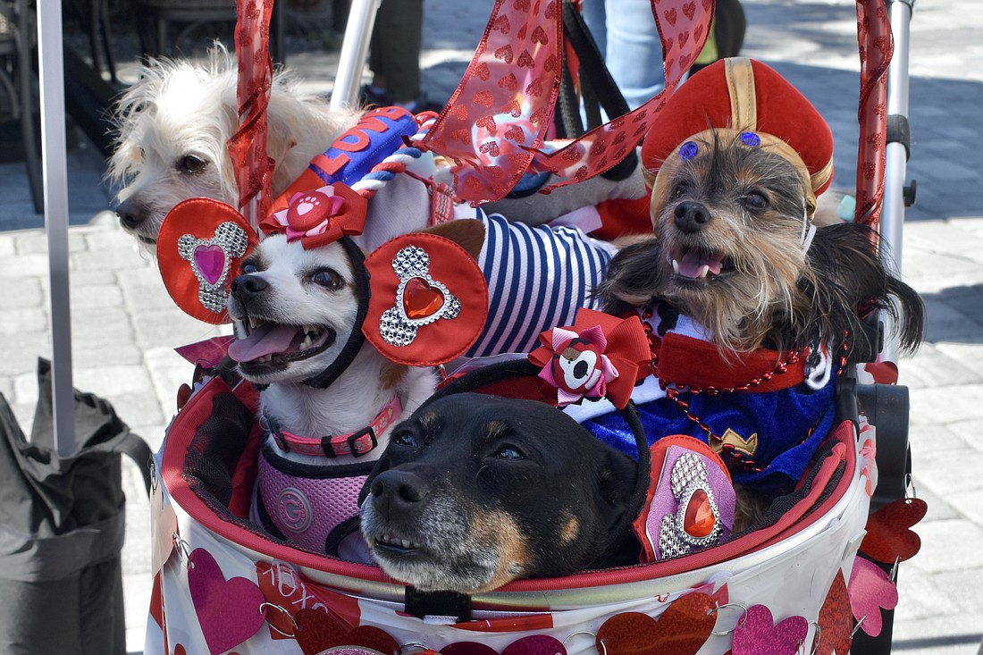 Although they did not arrive in time for the costume contest, Noel, Misty, Olivia and Tico, who belong to Flora Rodriguez of Tampa, drew attention from guests.