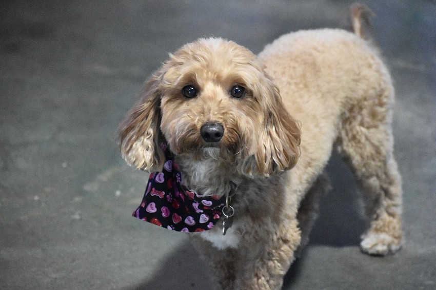 Bruno of Granny's Dog Bandanas sports a bandana.