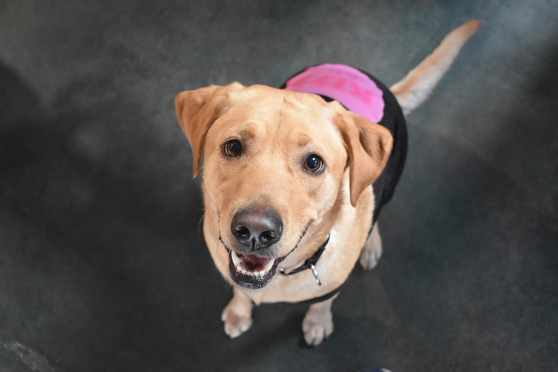 Susan Redgrave's dog Molly with a "Kiss Me" shirt