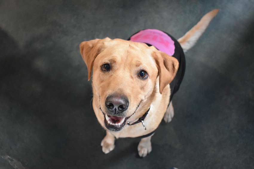 Susan Redgrave's dog Molly with a 