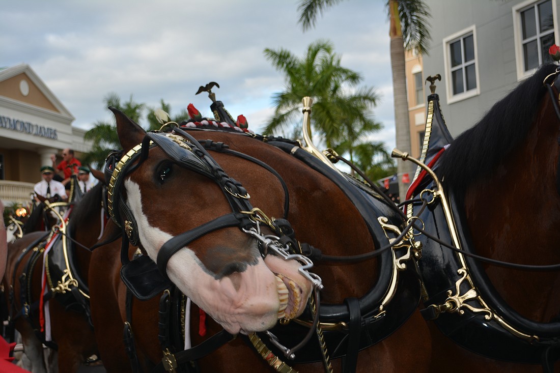 Get a close-up look at the Budweiser Clydesdales on Thursday at 5 p.m. at Main Street at Lakewood Ranch.