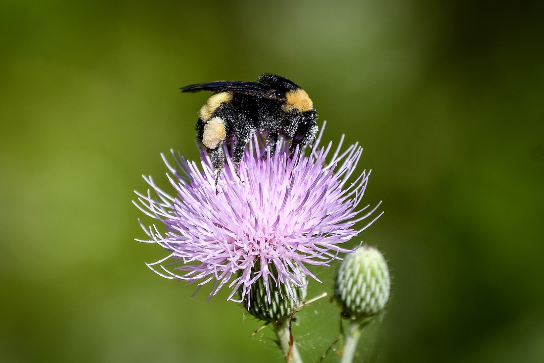 American bumblebees are important pollinators for food crops. Light pollution disrupts their day and night cycle, which affects reproduction.
