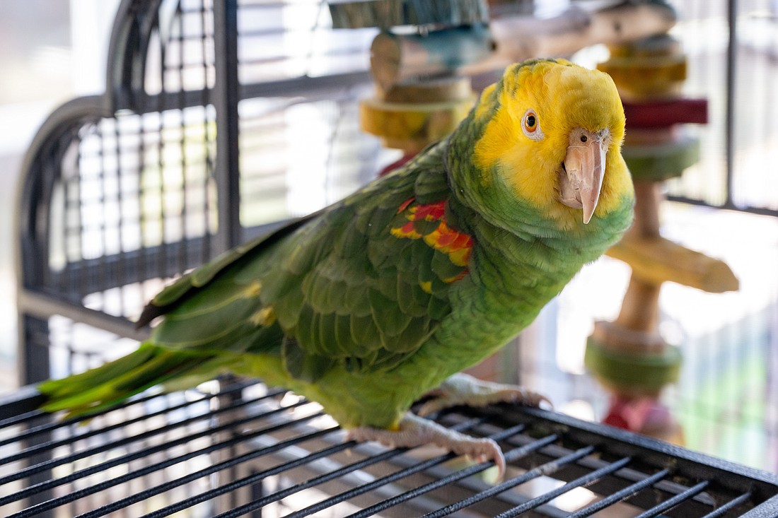 Tiko is a yellow-headed amazon at Sarasota Parrot Conservatory.