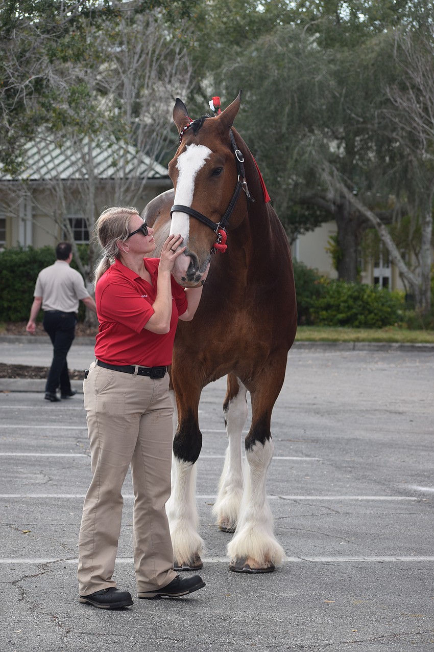 Each of the Clydesdales is given some love.