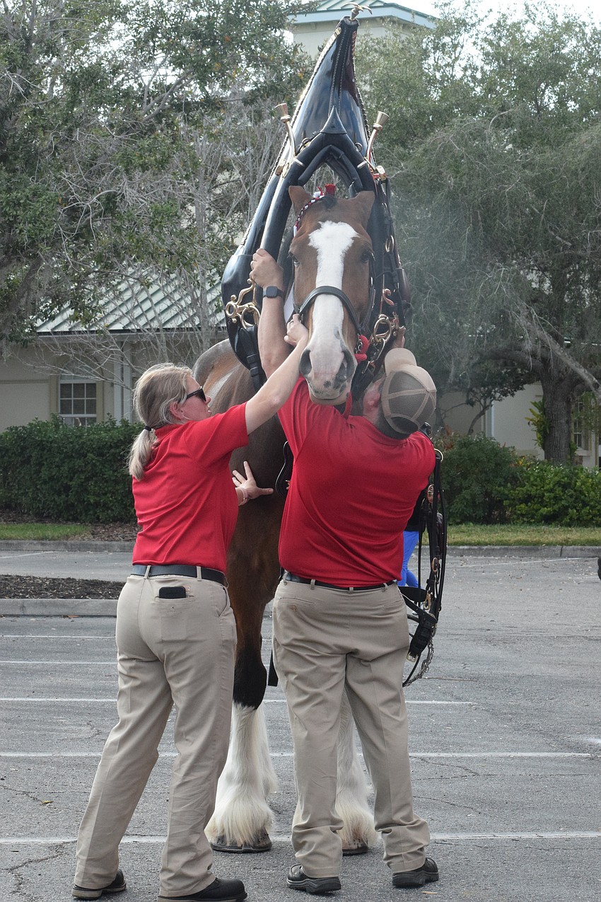 Preparing a Clydesdale for a public appearance takes time from grooming it to putting on its harness and more.