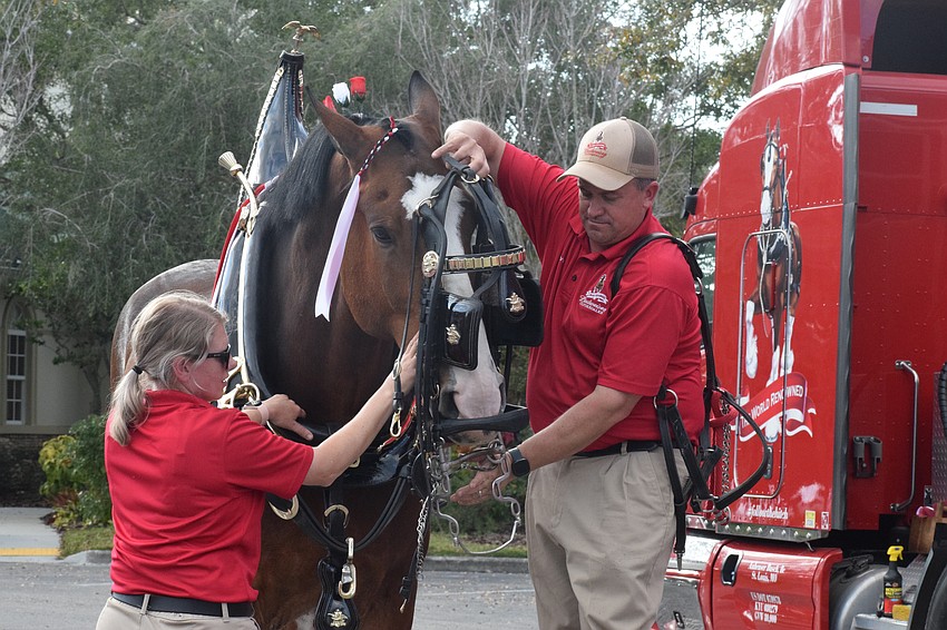 Each horse will consume as much as 20 to 25 quarts of whole grains, minerals and vitamins, 50 to 60 pounds of hay, and up to 30 gallons of water on a warm day.
