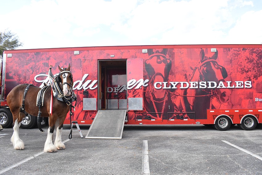 The Budweiser Clydesdales prepare for a venture down Main Street at Lakewood Ranch.