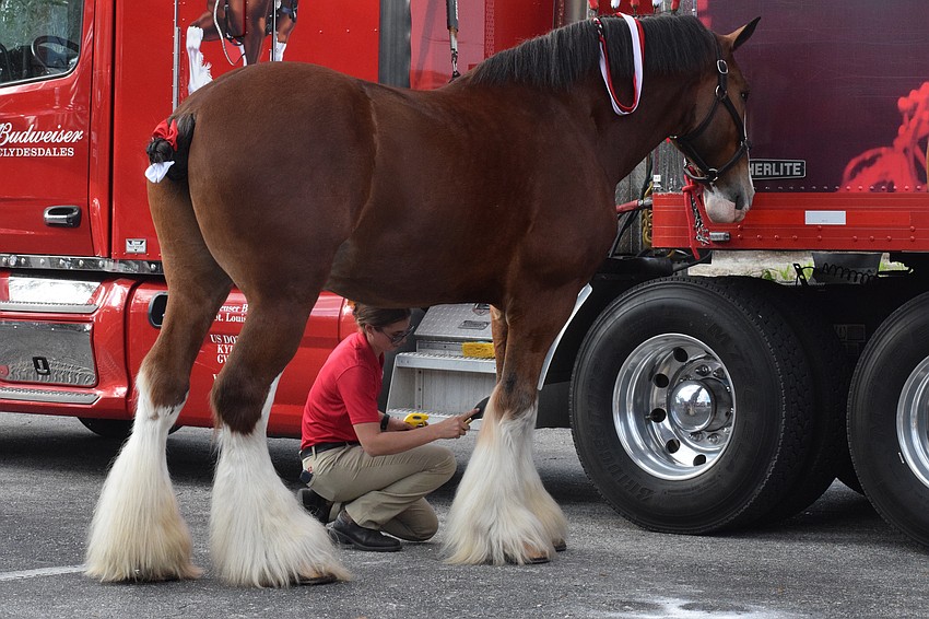 The Clydesdales have to look their best before appearing on Main Street at Lakewood Ranch.