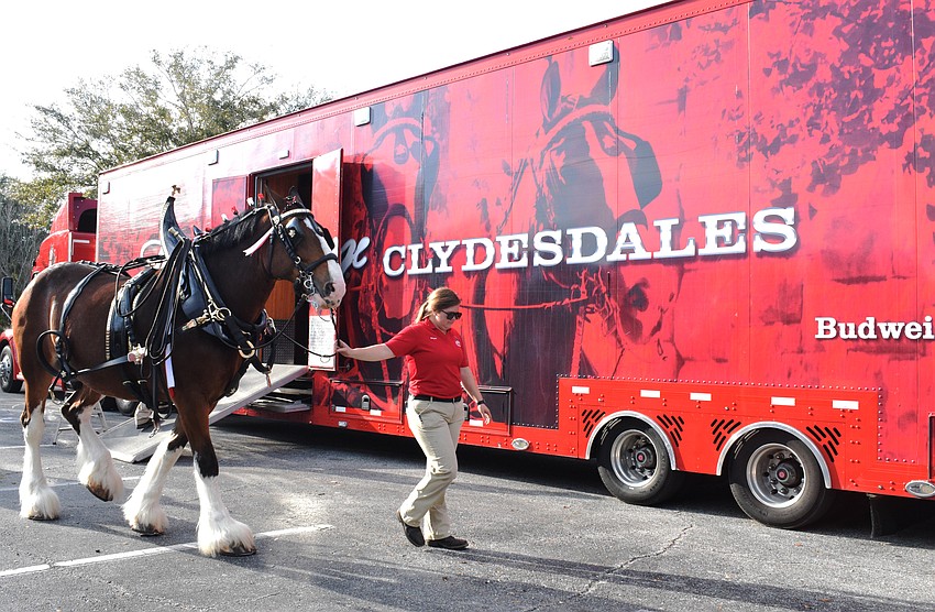 The Clydesdales can't be missed in Lakewood Ranch.
