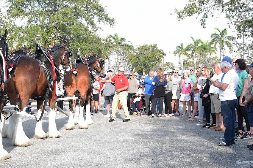 People surround the Clydesdales as they prepare for their walk down Main Street at Lakewood Ranch.