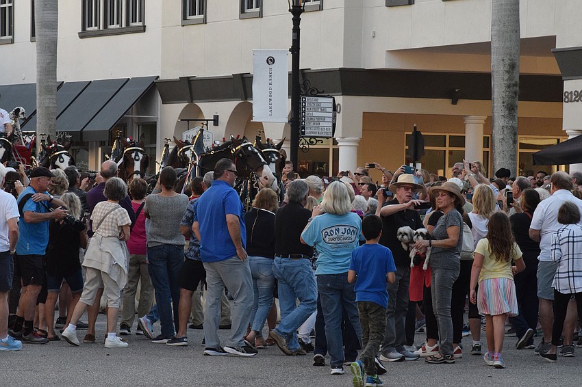 People swarm the Clydesdales for their opportunity to take photos with the majestic horses.