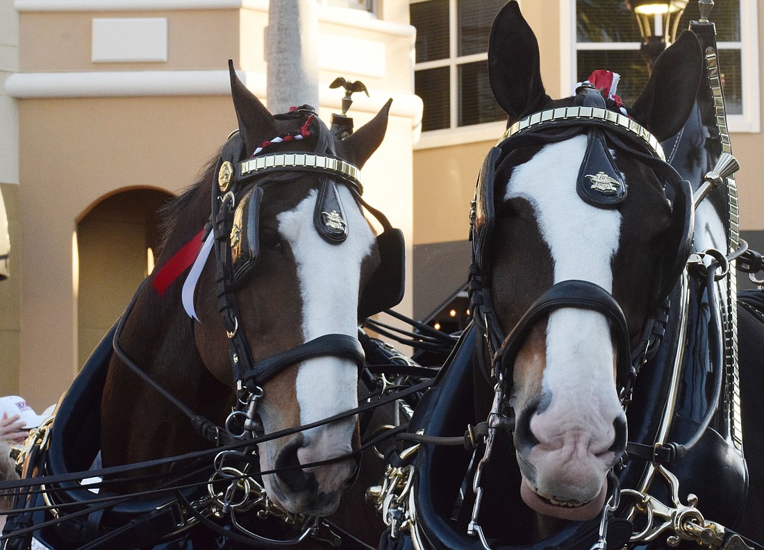 Clydesdales don't shy away for their close-ups.