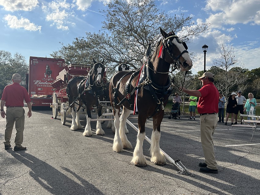 The Clydesdales each weigh between 1,800 and 2,300 pounds.