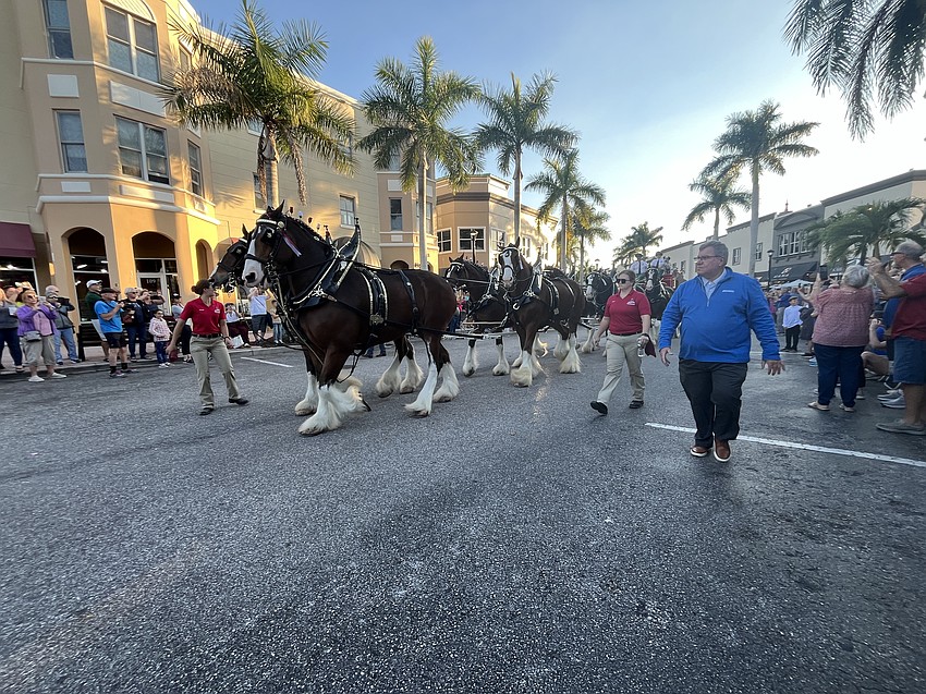 The Clydesdales pound the pavement at Main Street at Lakewood Ranch.