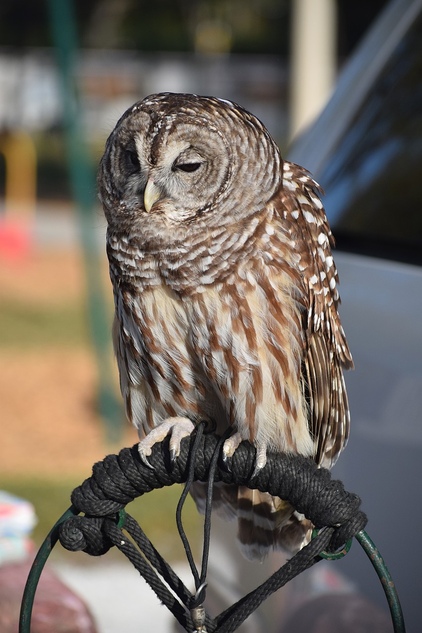 E.T., a barred owl, makes an appearance at the Community Campout. Barred owls are one of the more common owls in the Lakewood Ranch area.