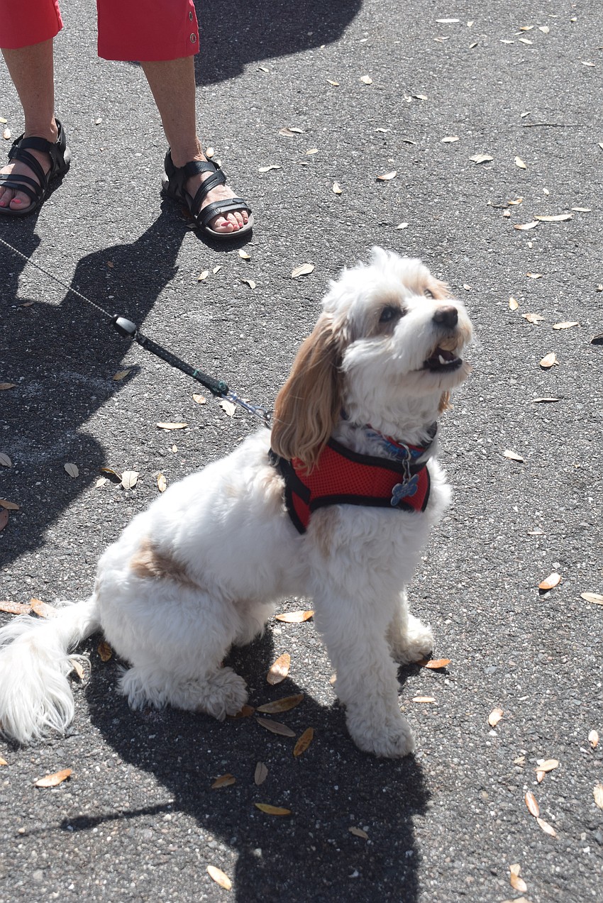 Emily Farrell's dog Maddie