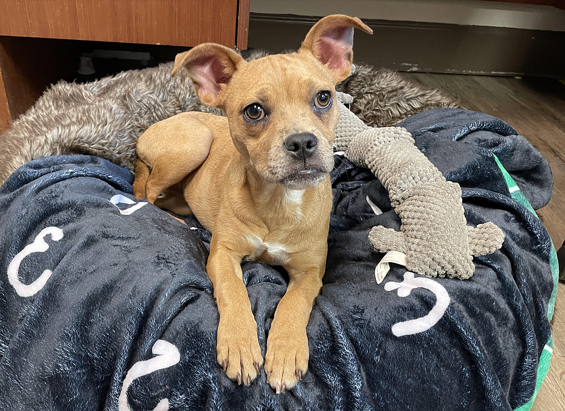 Three-month-old Nina is 15 pounds and is likely Catahoula Leopard dog and Chihuahua mix. She was found as a stray on Feb. 12 on State Road 100. Nina is a sweet, loving and playful puppy who does well with people and other dogs. Courtesy photo