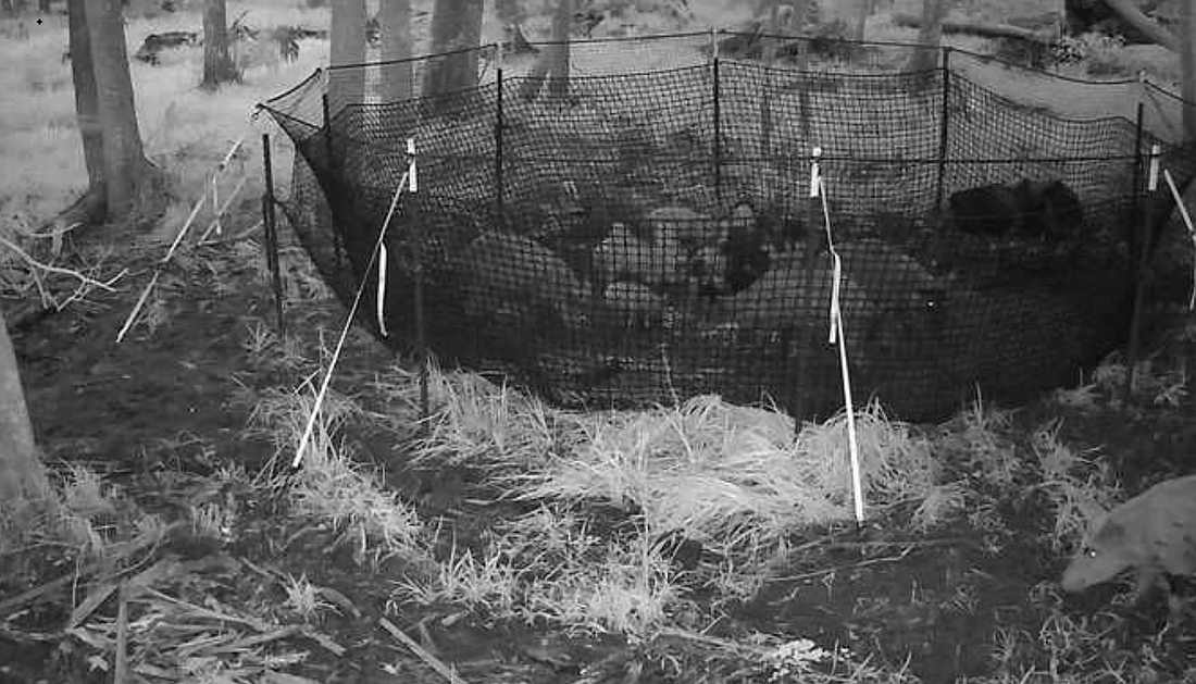 A hog corral trap used in Princess Place Preserve. Image from Flagler County meeting documents