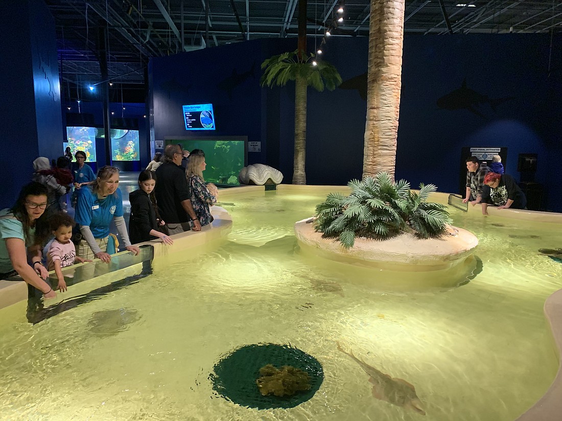 The Daytona Aquarium and Rainforest Adventure features a 12,000-gallon stingray touch pool. Photo courtesy of Daytona Beach Area CVB