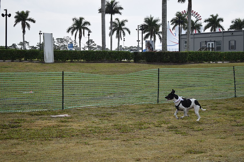 Alice chases after a remote controlled toy.