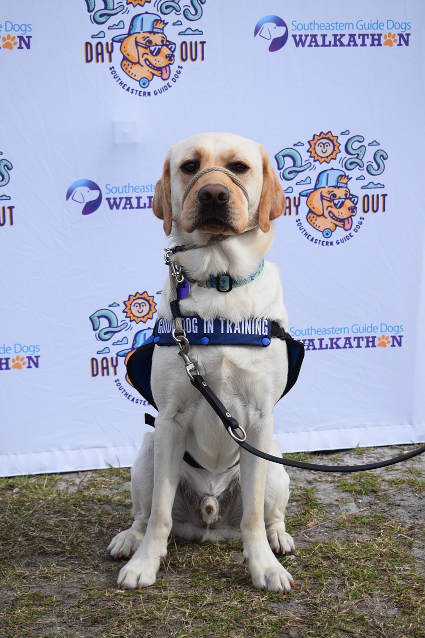 Dispatch, a 15-month-old dog, is getting ready to go off for training at Southeastern Guide Dogs. His puppy raiser, Parrish's Colleen Flaherty, says it'll be a tear jerker to say goodbye, but 
