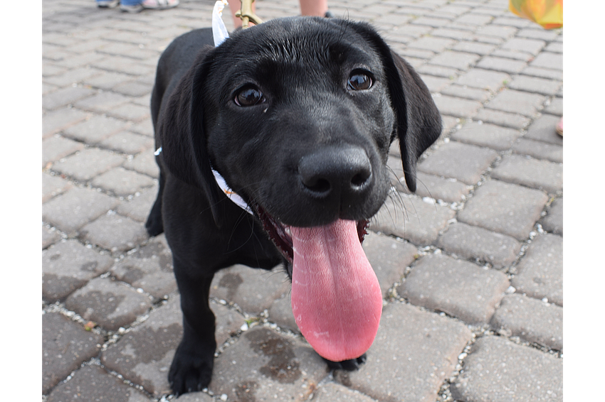 Bella, a 14-week-old puppy, seems excited about making new friends at the Suncoast Walkathon. 