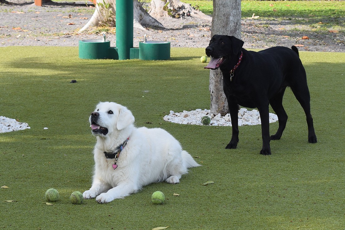 Artificial turf was installed in the big dog park at Longboat Key's Bayfront Park in fall 2022.