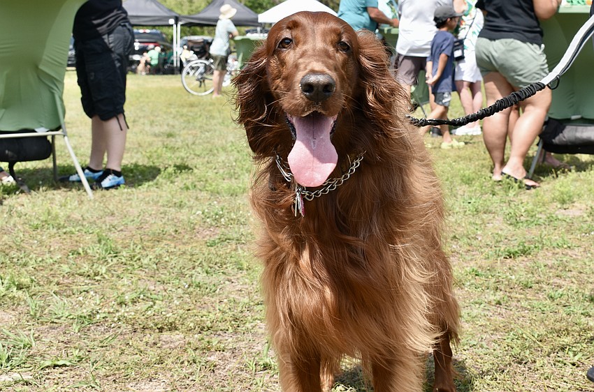 This is Quinn's first Irish Celtic Festival, but the Irish setter has been spotted at McGrath's Irish Ale House more than once.