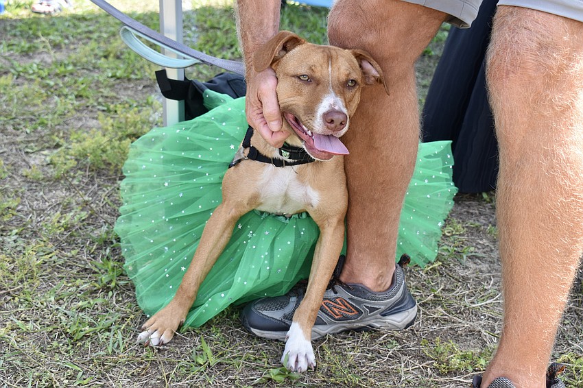 Zipper is leading the Lucky Dog Parade. The 9-month-old is a current resident at Satchels Last Resort.