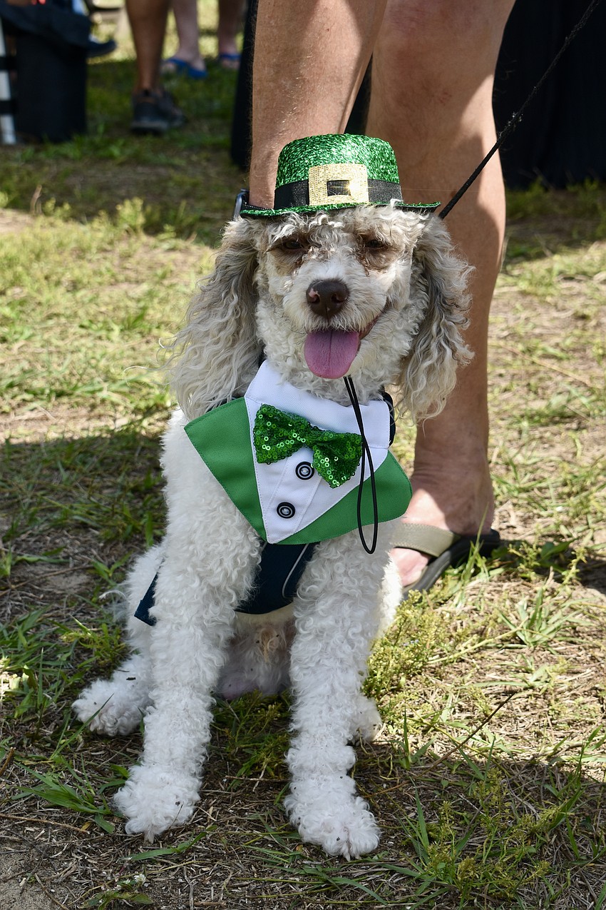 Chance is ready to compete. He's almost 2 years old and takes agility classes.