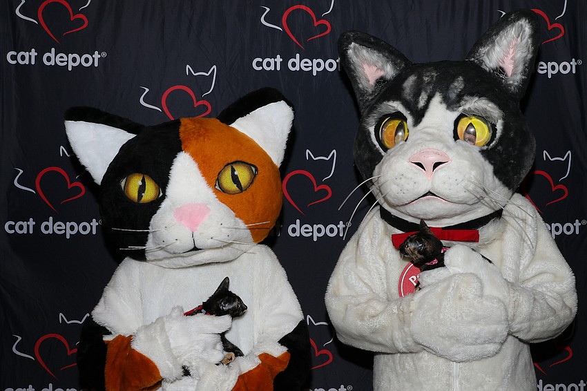 Callie holding Laurel, and Petunia holding Ivy. Five Tortoise kittens from one litter arrived at Cat Depot and are currently looking for their 