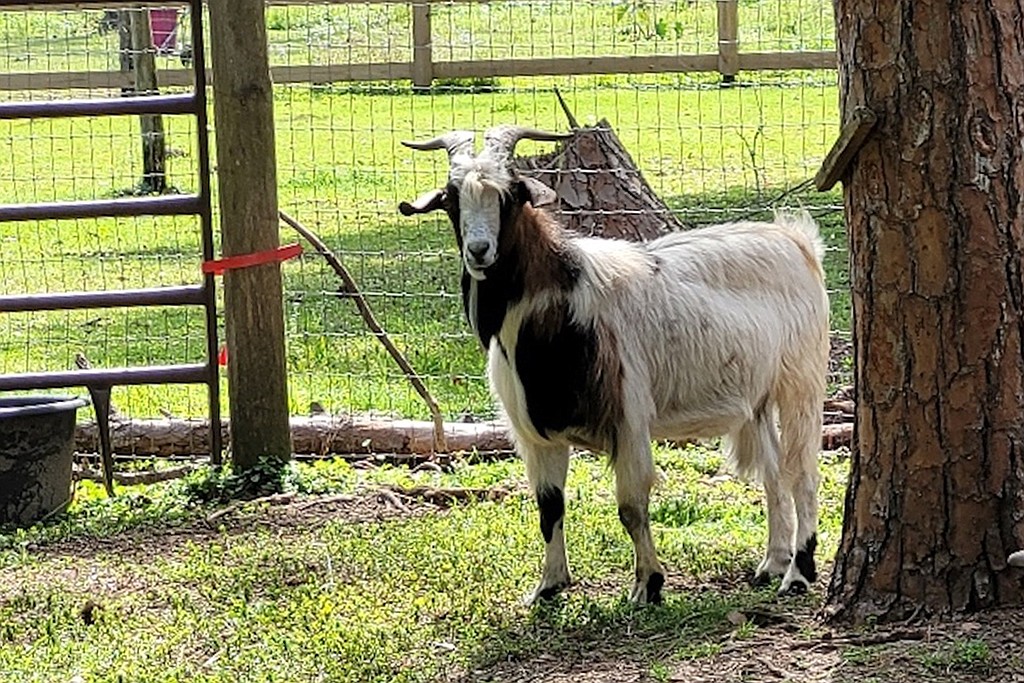 Oats McGoats is adjusting to his new home at the Farmhouse Animal and Nature Sanctuary in Myakka City.