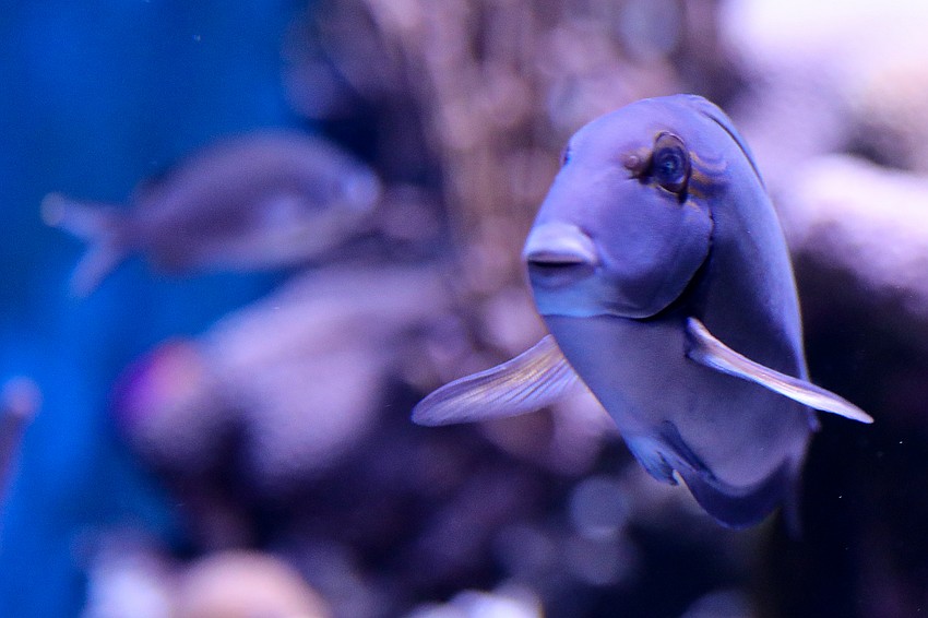 Seemingly without a care in the world, this little fish has watched some 300 people appreciate his beauty through the thick glass walls of his tank at the Party on the Pass fundraiser .