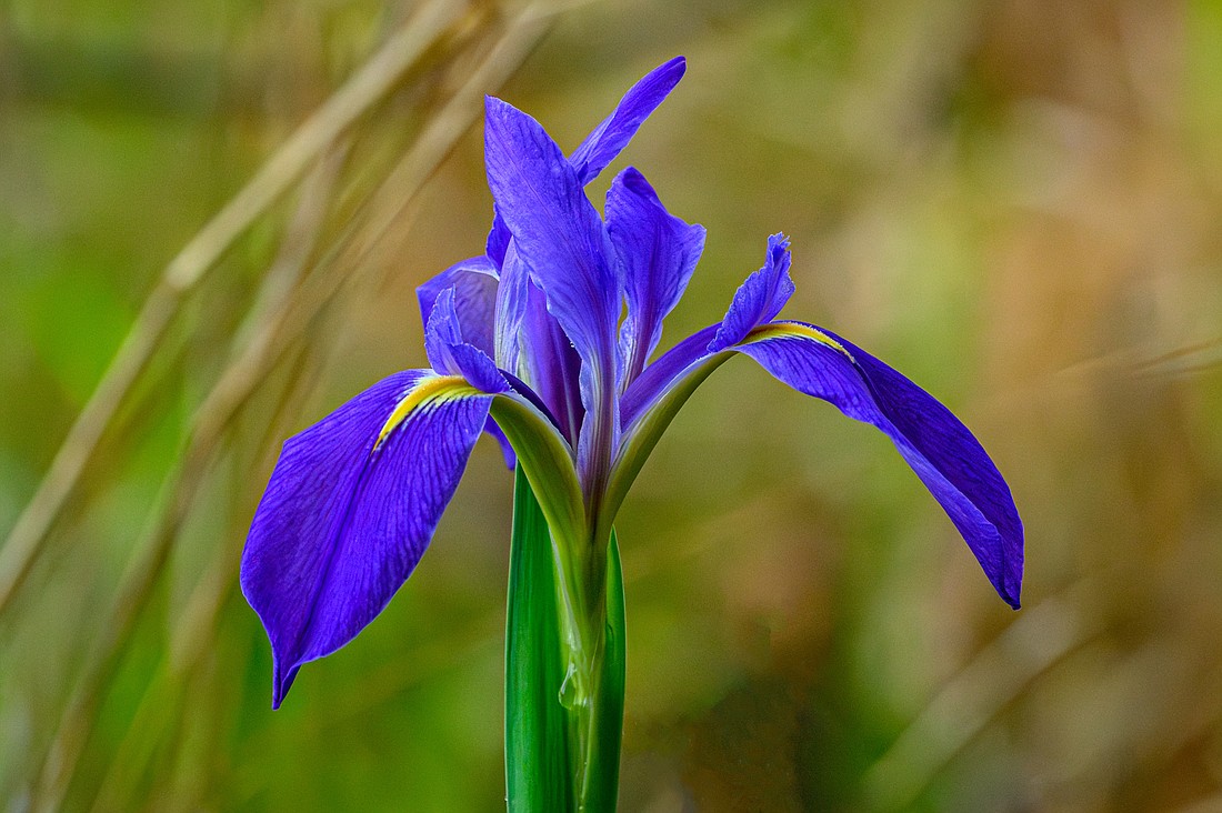 Skin contact with prairie iris causes a serious rash, and ingestion is harmful to humans and pets.