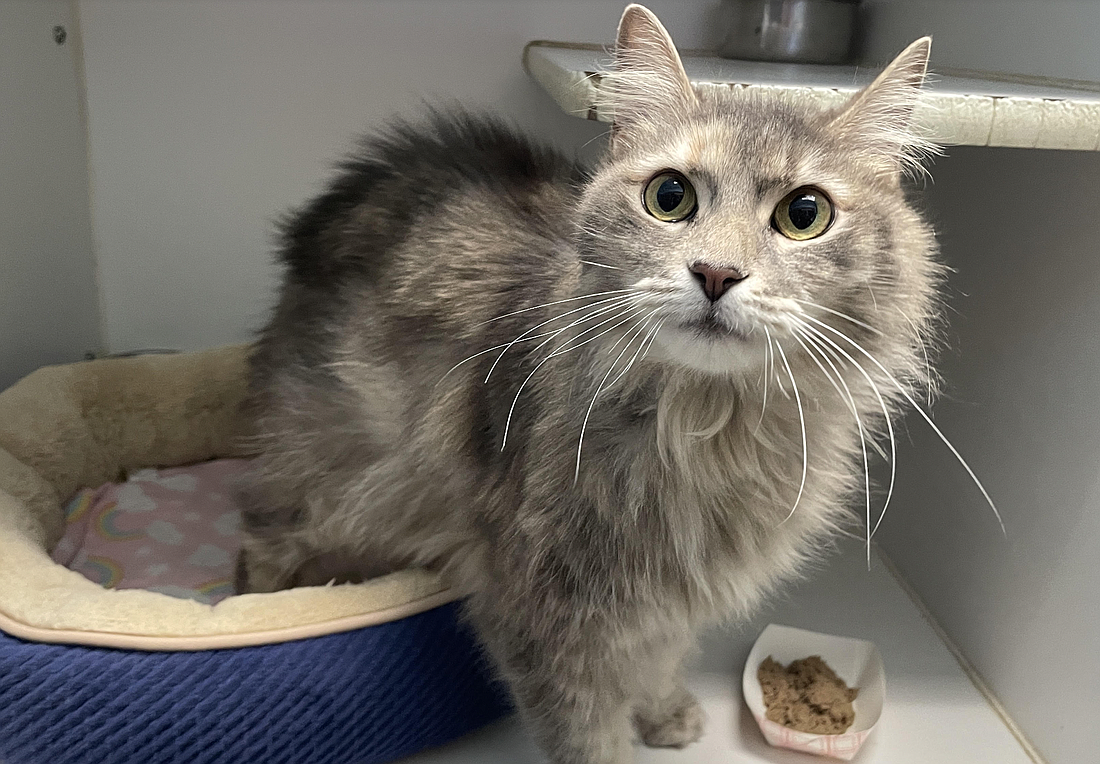 Fluffer, 7, is a gorgeous female who is always ready to greet everyone with a soft purr and a nudge. Photo courtesy of the Flagler Humane Society