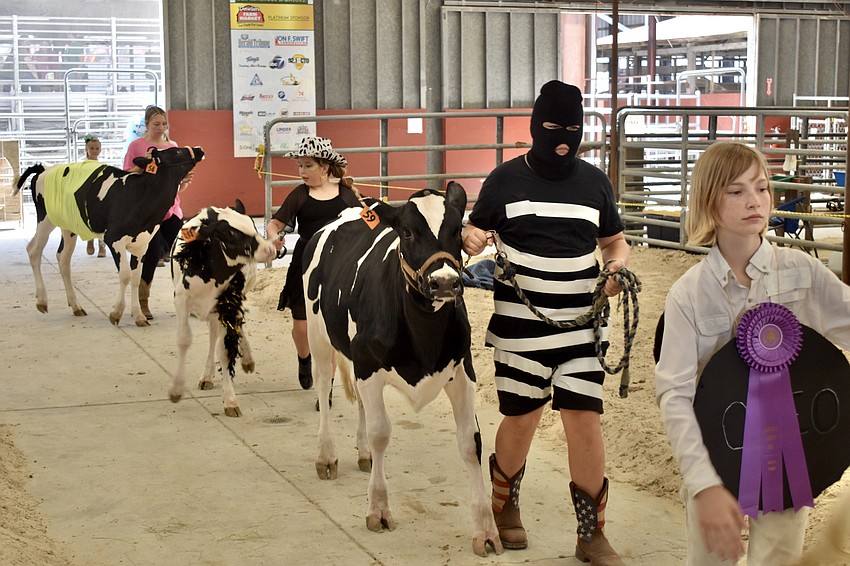 The participants return to the stables, with Ashton Stiegler, seventh grade, and his cow Molly, second from the front.