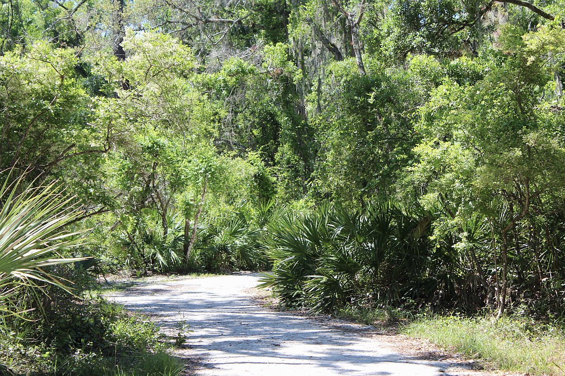 A wide, shelled trail offers a shady walk through the Johnson Preserve at Braden River.