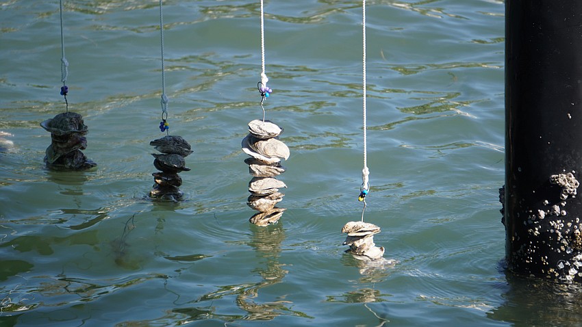Vertical oyster gardens hanging from Mar Vista's dock.