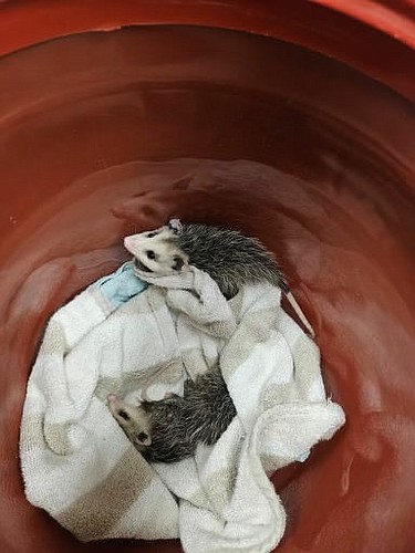 The opossums were found in a home on Colonial Circle in Ormond Beach. Courtesy photo