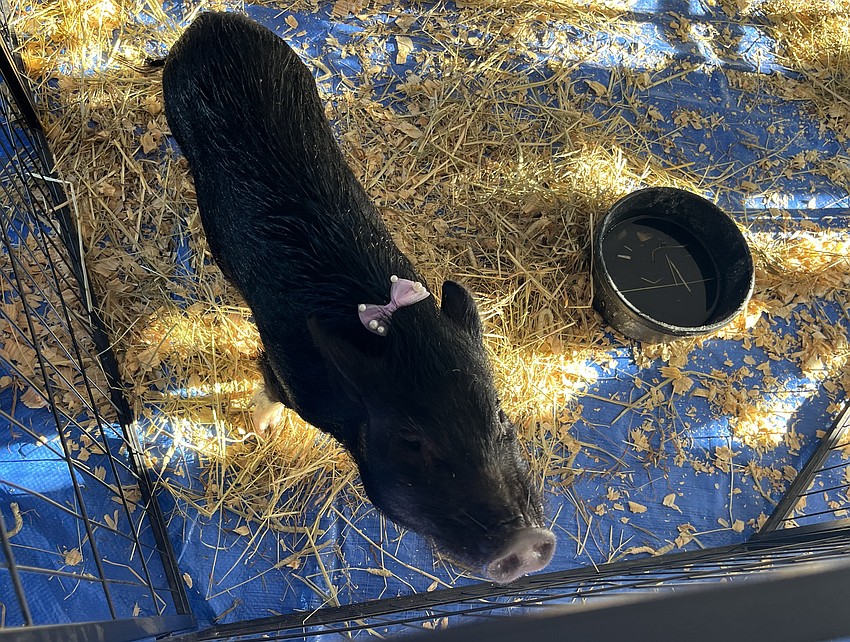 Petunia, a pig with Happy Hooves Mobile Ranch, loves meeting new people, especially if there's a chance she'll be fed blueberries.